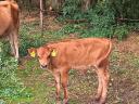 Jersey x limousin üsző, limousin bikaborjúval