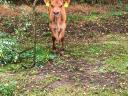 Jersey x limousin üsző, limousin bikaborjúval