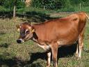Jersey üsző 11 hónapos eladó