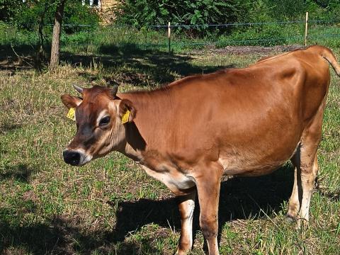 Jersey üsző 11 hónapos eladó Jersey üsző 11 hónapos eladó