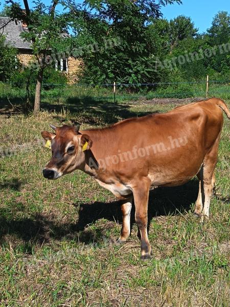 Jersey üsző 11 hónapos eladó