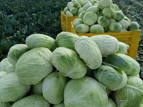 Káposzta eladó Káposzta eladó