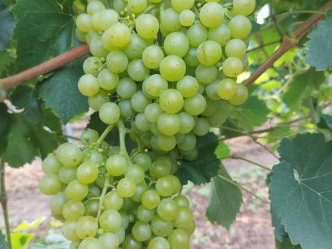 Irsai Olivér fehérszőlő Irsai Olivér fehérszőlő