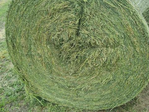 Lucerna is széna eladó Lucerna is széna eladó