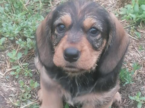 Fajtatiszta jellegű szálkás szőrű tacskó kölykök Fajtatiszta jellegű szálkás szőrű tacskó kölykök