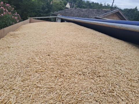 Kiváló minőségű zab Kiváló minőségű zab