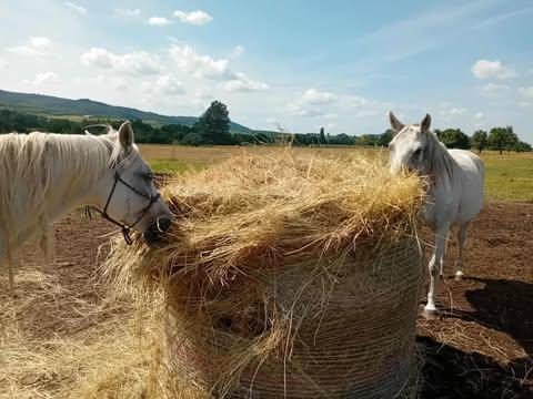 Szénabála Szénabála