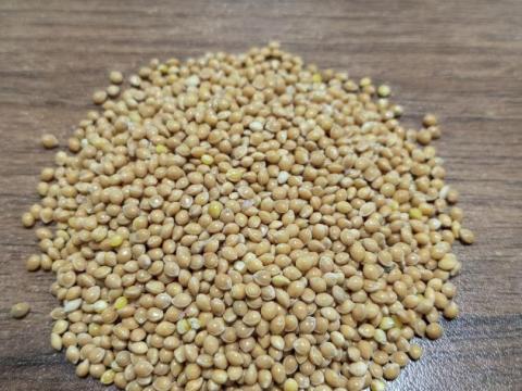 Bio köles Bio köles