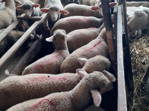 Ile de France jerkék eladók Ile de France jerkék eladók