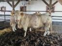 Eladó 2 db charolais tehén