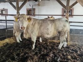 Eladó 2 db charolais tehén