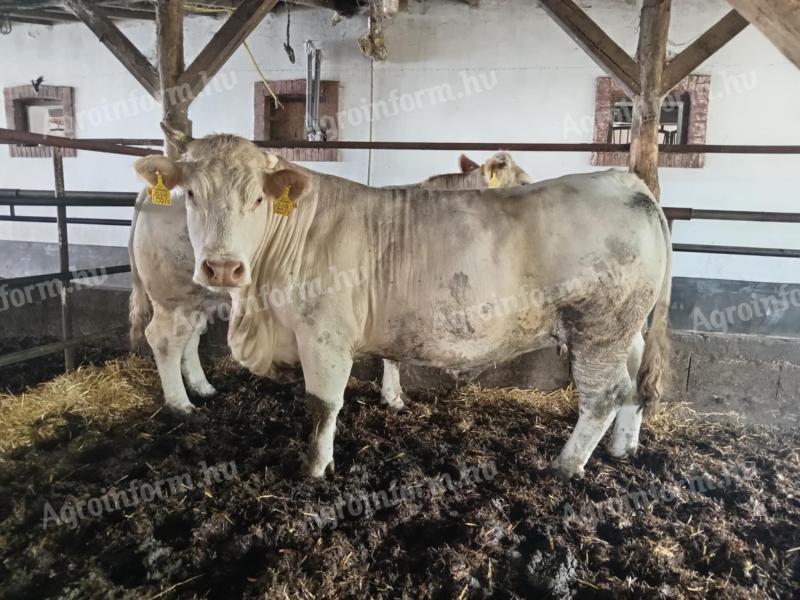 Eladó 2 db charolais tehén