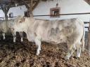 Eladó 2 db charolais tehén