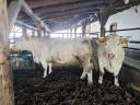 Eladó 2 db charolais tehén