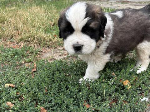 Bernáthegyi jellegű kiskutyák oltva, féregtelenítve keresnek gazdát Bernáthegyi jellegű kiskutyák oltva, féregtelenítve keresnek gazdát