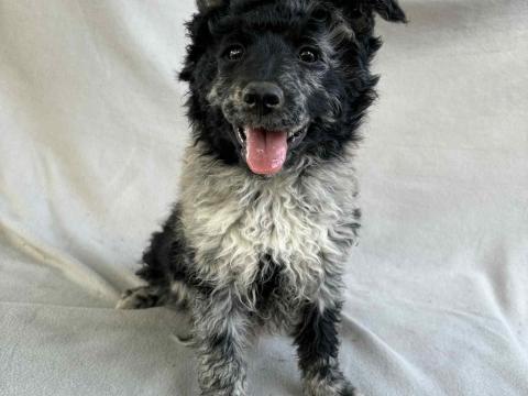 Törzskönyves mudi kölykök elérhetők díjnyertes vérvonalból Törzskönyves mudi kölykök elérhetők díjnyertes vérvonalból