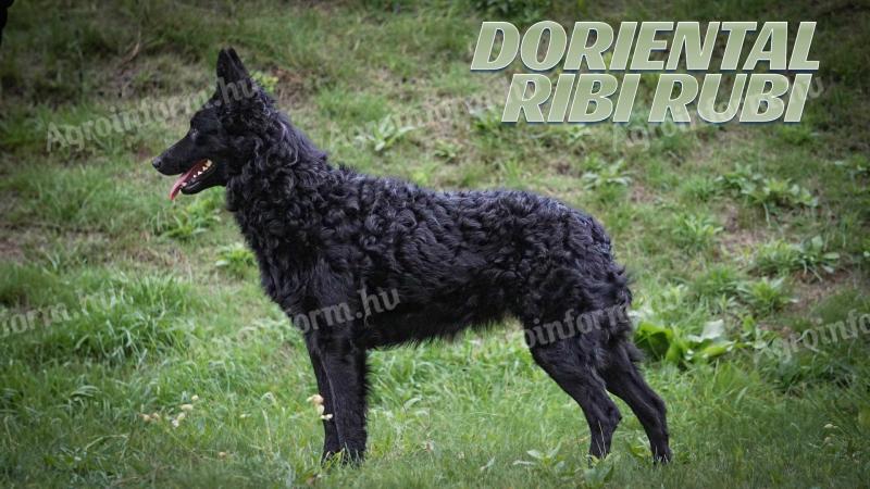 Törzskönyves mudi kölykök elérhetők díjnyertes vérvonalból