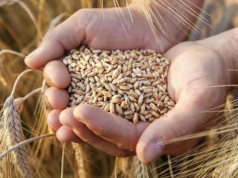 Búza felvásárlás Búza felvásárlás