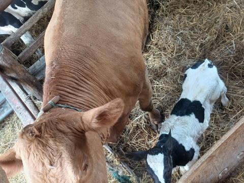 Limuzin tehén 1 hetes üszőjével Limuzin tehén 1 hetes üszőjével