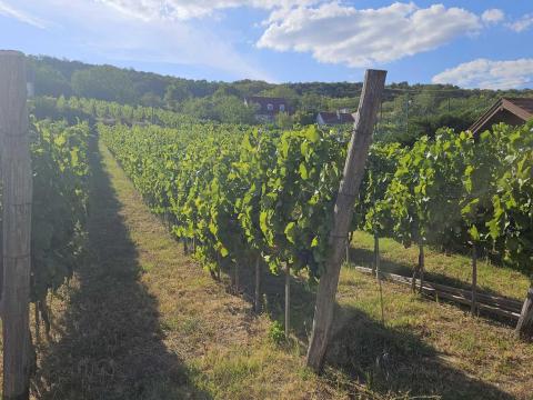 Eladó Kékfrankos szőlő! Szekszárd, Cinkadűlő Eladó Kékfrankos szőlő! Szekszárd, Cinkadűlő