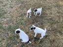 Jack Russell fajtajellegű kölykök