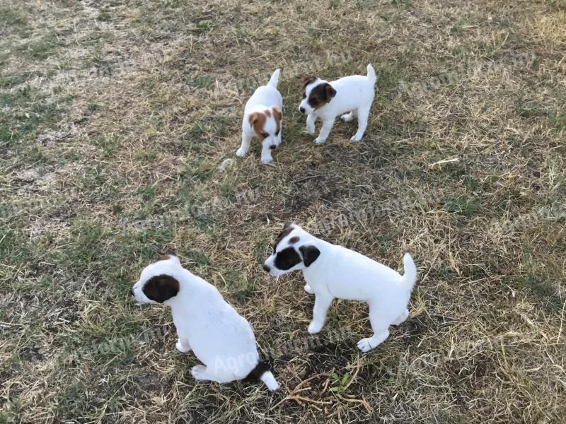 Jack Russell fajtajellegű kölykök