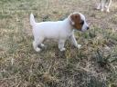 Jack Russell fajtajellegű kölykök