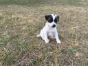 Jack Russell fajtajellegű kölykök