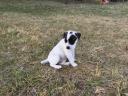 Jack Russell fajtajellegű kölykök