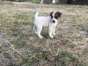 Jack Russell fajtajellegű kölykök