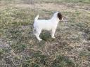 Jack Russell fajtajellegű kölykök
