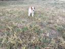 Jack Russell fajtajellegű kölykök