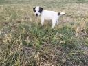 Jack Russell fajtajellegű kölykök