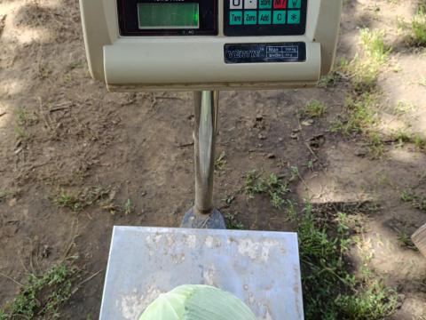 Autumn King és Green lunar lapos káposzta, Kossak karalábé eladó Autumn King és Green lunar lapos káposzta, Kossak karalábé eladó