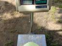 Autumn King és Green lunar lapos káposzta,  Kossak karalábé eladó