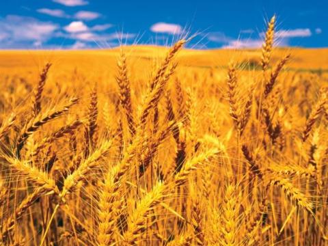 Őszi búza és őszi takarmány borsó fémzárolt vetőmag vásárolható készletről Őszi búza és őszi takarmány borsó fémzárolt vetőmag vásárolható készletről