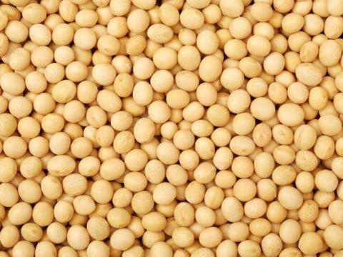 Őszi takarmány borsó vetőmag készletről Őszi takarmány borsó vetőmag készletről