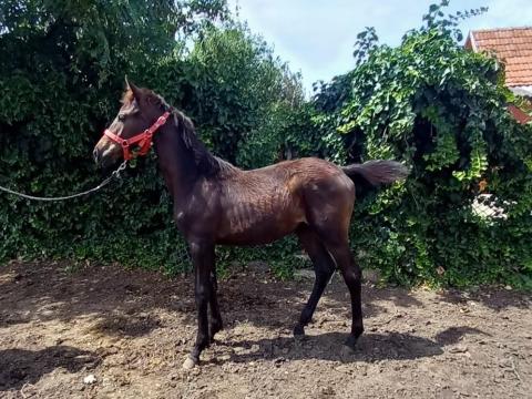 Kisbéri választási kanca csikó Kisbéri választási kanca csikó