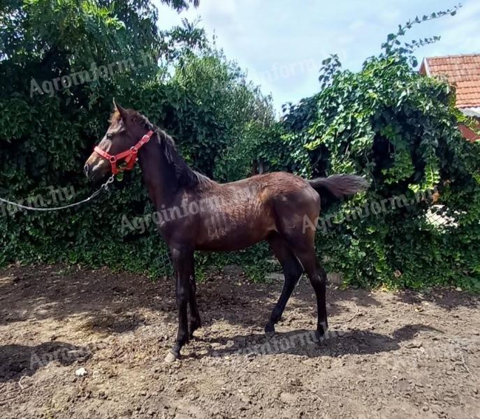 Kisbéri választási kanca csikó