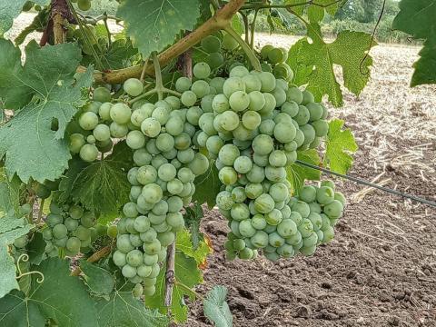 Ottonel muskotály szőlő eladó Ottonel muskotály szőlő eladó