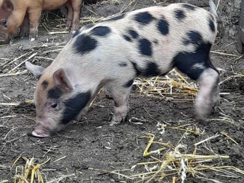 Malacok eladók! Malacok eladók!