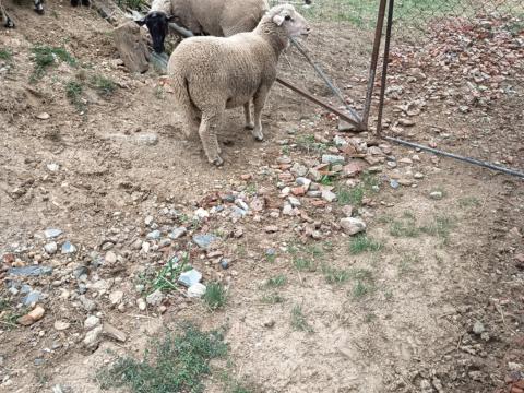 Kos bárány eladó Kos bárány eladó
