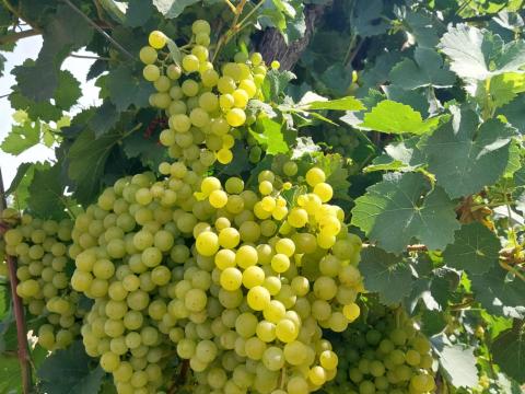 Irsai Olivér szőlő frissen bogyózva pálinkának eladó Irsai Olivér szőlő frissen bogyózva pálinkának eladó