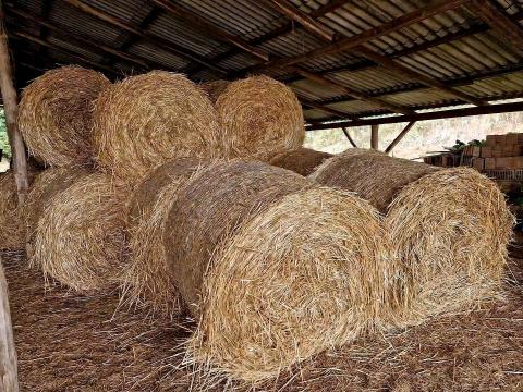 Eladó 130-as búzaszalma bálák Eladó 130-as búzaszalma bálák