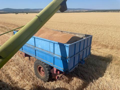 Búza eladó . Búza eladó .