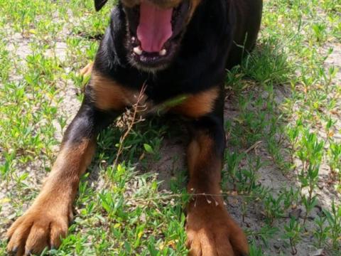 Ingyen elvihető kutyus Ingyen elvihető kutyus