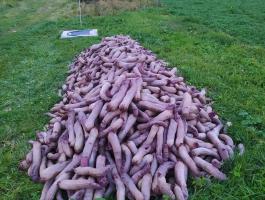 Cékla eladó, nagy mennyiségben, friss betakarítással