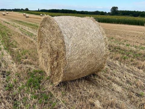 Eladó 160-as alakor szalma Eladó 160-as alakor szalma