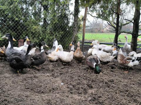 magyarkacsa gàcsér magyarkacsa gàcsér