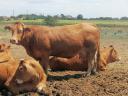 Eladó (vagy befektetőtársat keresek) igényesen kiépített, Limousin törzstenyésztésre alkalmas farm Szerbiában – komplett infrastruktúrával és jelentős állatállománnyal